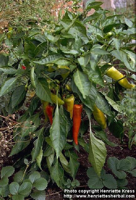 Photo: Capsicum annuum 3.