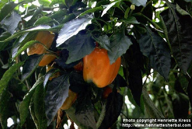 Photo: Capsicum annuum.