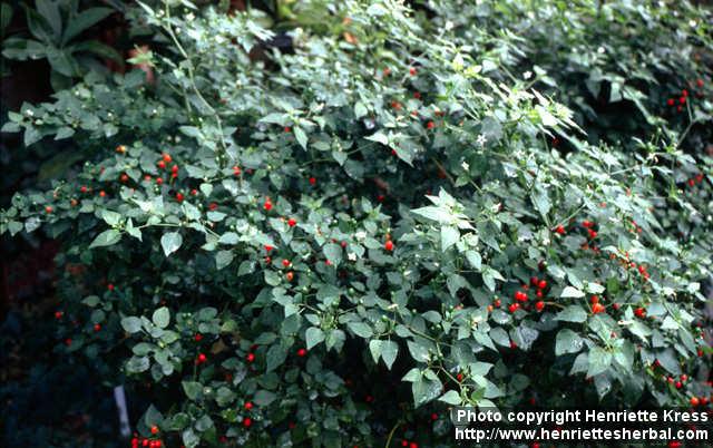 Photo: Capsicum frutescens 2.