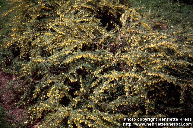 Photo: Caragana aurantiaca.