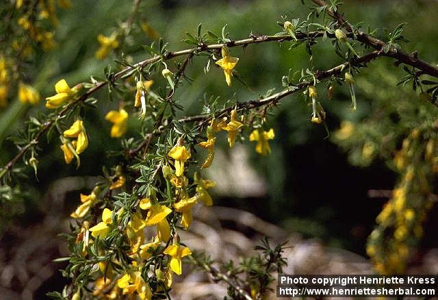 Photo: Caragana pygmaea 1.