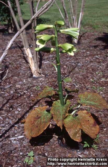 Photo: Cardiocrinum cordatum.