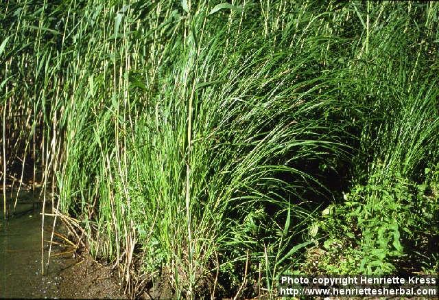 Photo: Carex acuta.