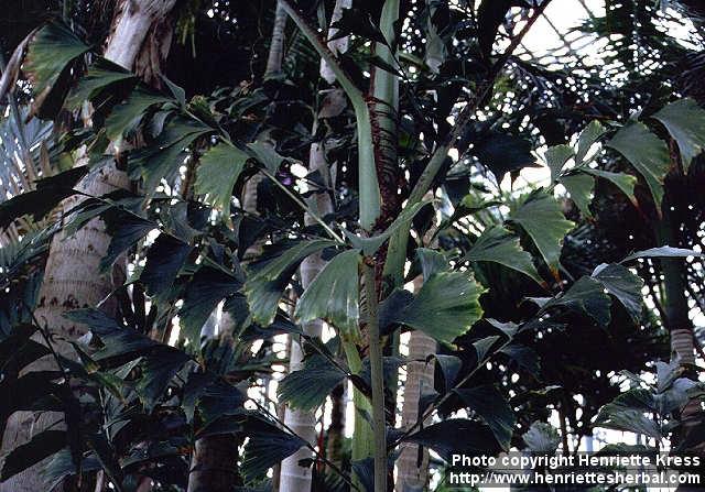 Photo: Caryota mitis.