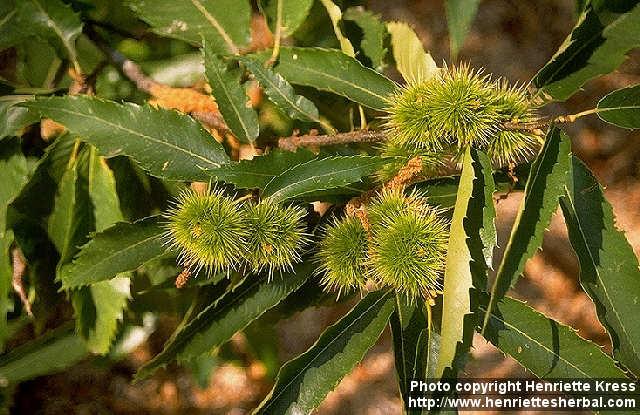 Photo: Castanea sativa 1.