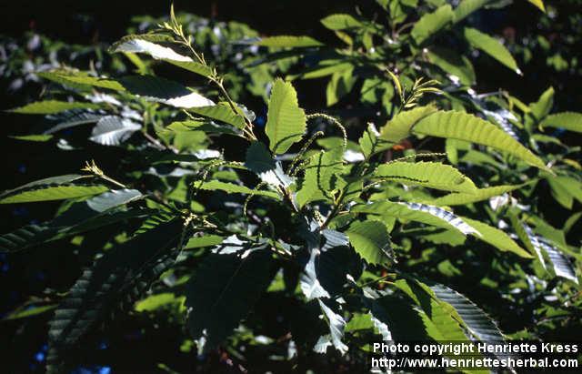 Photo: Castanea sativa 2.