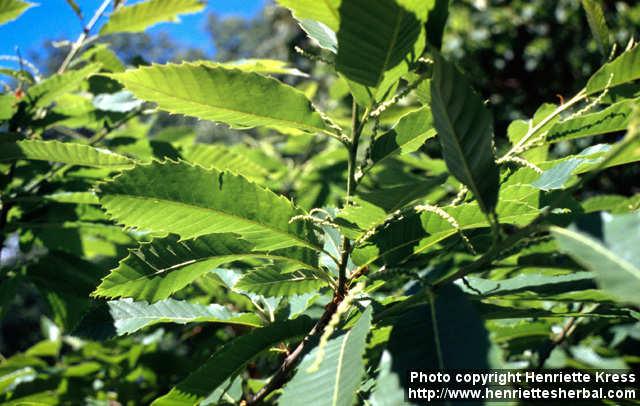 Photo: Castanea sativa 3.