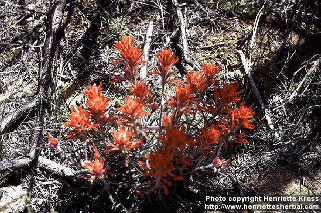 Photo: Castilleja 2.