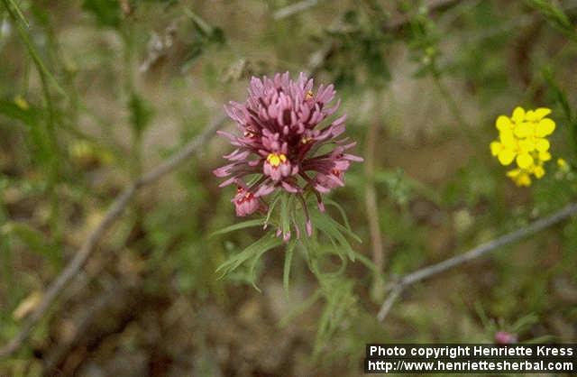 Photo: Castilleja exserta 2.