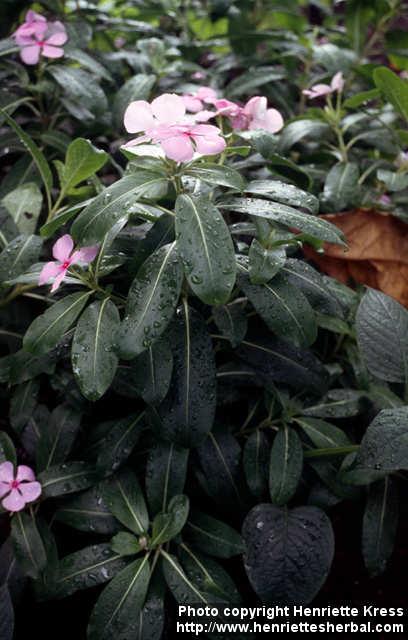 Photo: Catharanthus roseus 2.