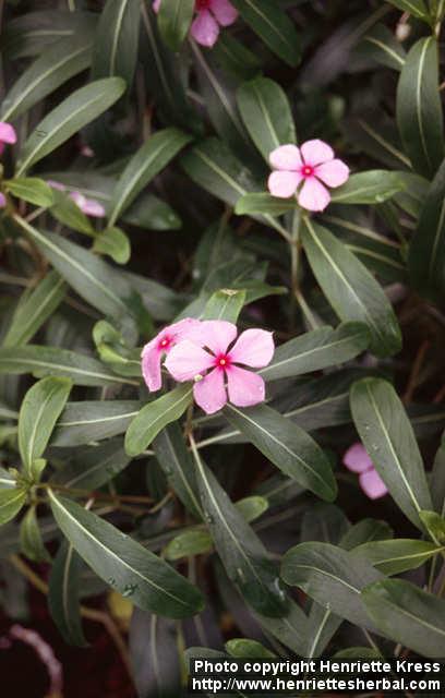 Photo: Catharanthus roseus 3.