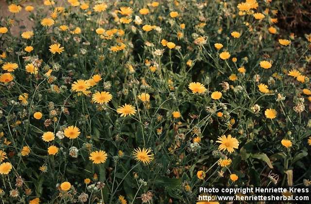 Photo: Calendula officinalis 1.