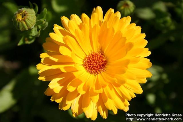 Photo: Calendula officinalis 11.