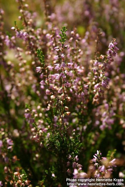 Photo: Calluna vulgaris 7.