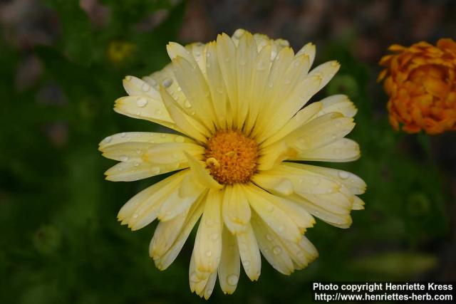 Photo: Calendula officinalis 15.