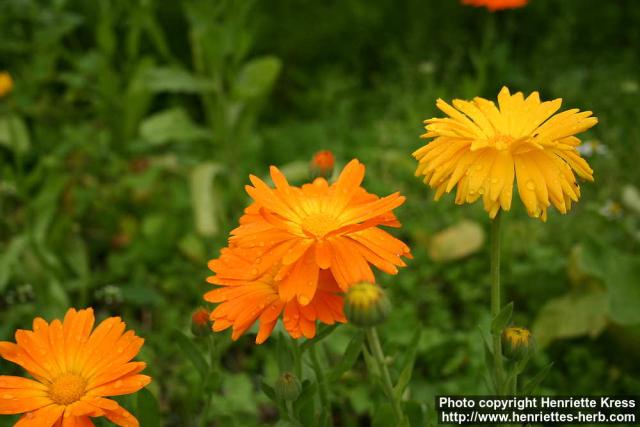 Photo: Calendula officinalis 16.