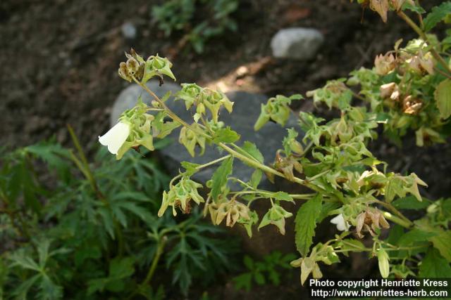 Photo: Campanula hofmannii.