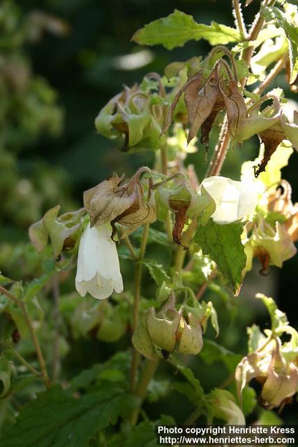 Photo: Campanula hofmannii 1.