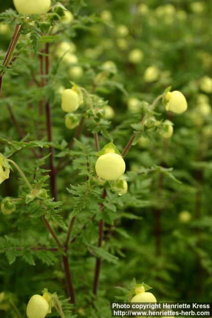 Photo: Calceolaria pinnata.