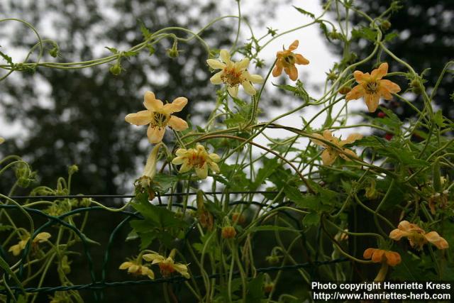 Photo: Caiophora lateritia 3.