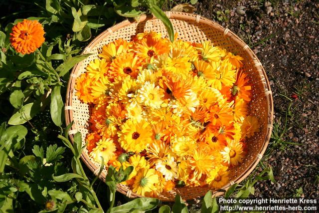 Photo: Calendula officinalis 19.