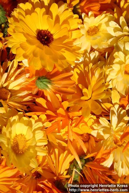 Photo: Calendula officinalis 20.