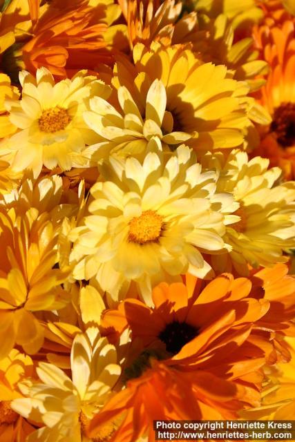 Photo: Calendula officinalis 21.