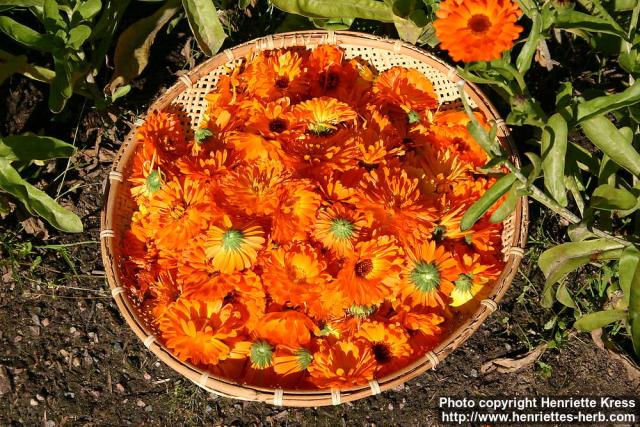 Photo: Calendula officinalis 22.