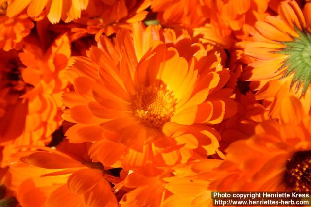 Photo: Calendula officinalis 23.