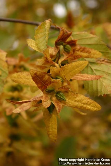 Photo: Carpinus betulus 1.