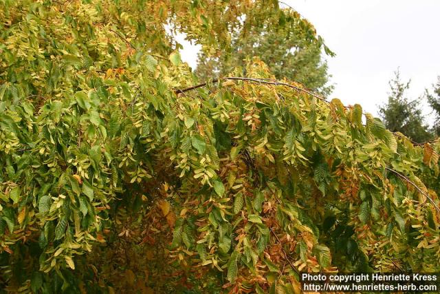 Photo: Carpinus betulus 2.