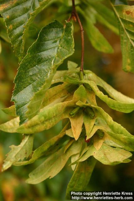 Photo: Carpinus betulus 6.