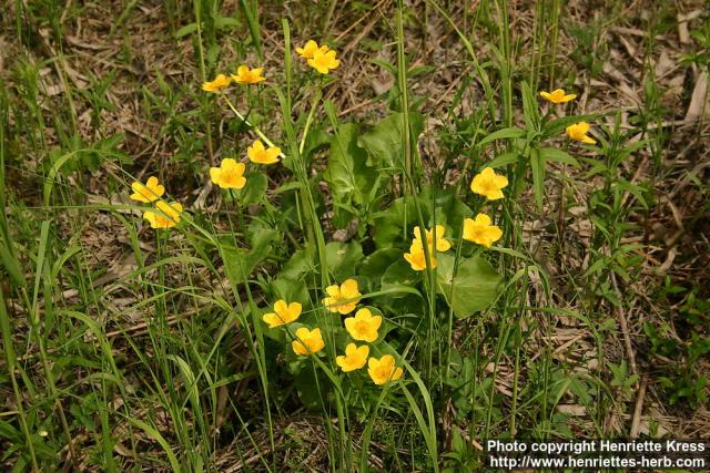 Photo: Caltha palustris 5.