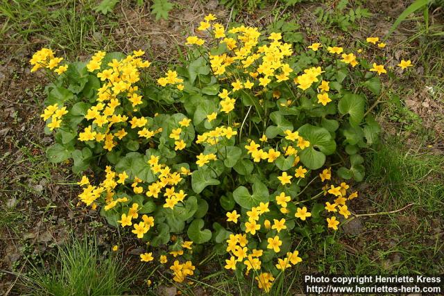 Photo: Caltha palustris 6.