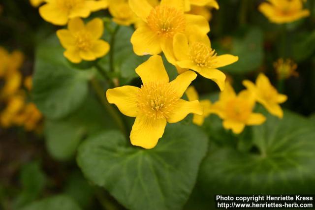 Photo: Caltha palustris 7.