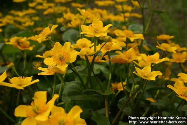 Photo: Caltha palustris 8.