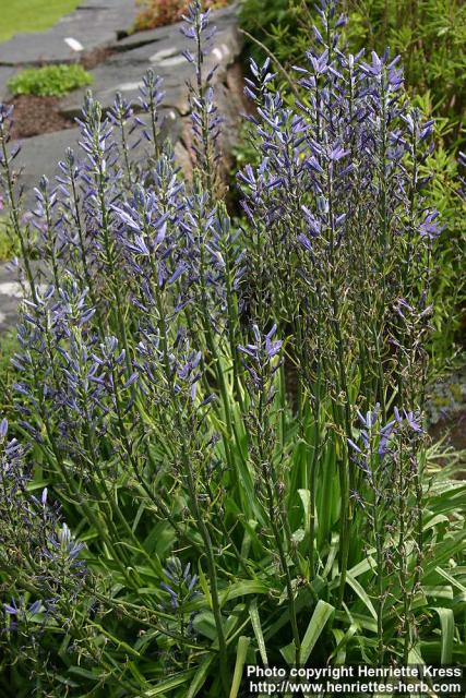 Photo: Camassia leichtlinii.