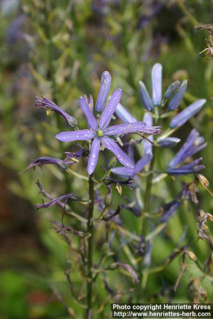 Photo: Camassia leichtlinii 1.