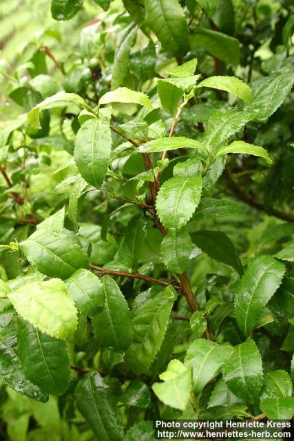 Photo: Camellia sinensis 2.