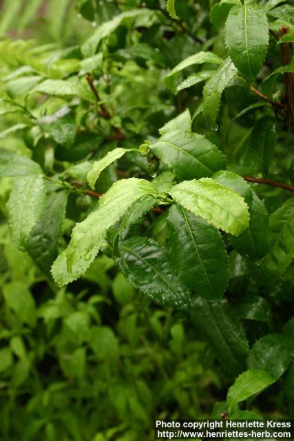 Photo: Camellia sinensis 3.