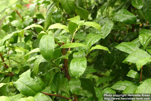 Photo: Camellia sinensis 4.