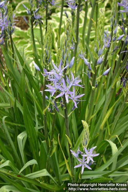 Photo: Camassia quamash 1.