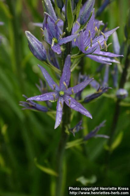 Photo: Camassia quamash 2.