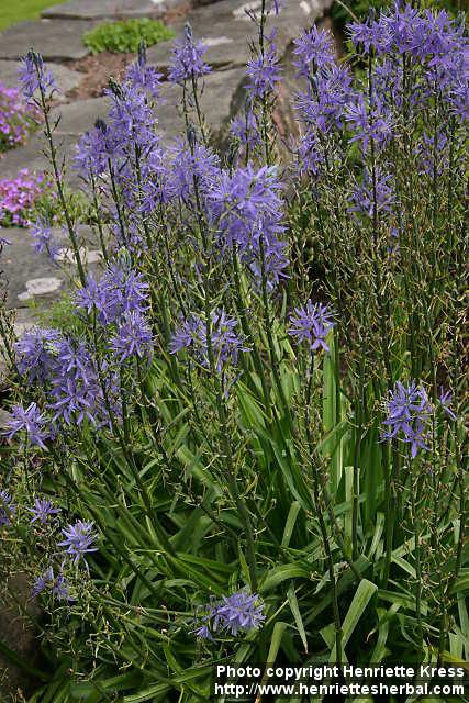 Photo: Camassia leichtlinii 3.