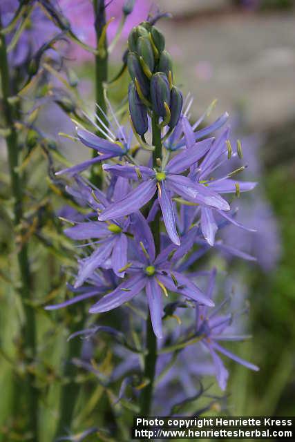 Photo: Camassia leichtlinii 4.