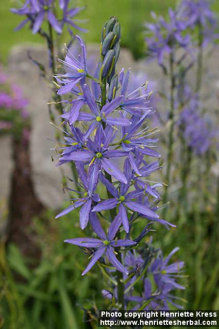 Photo: Camassia leichtlinii 5.