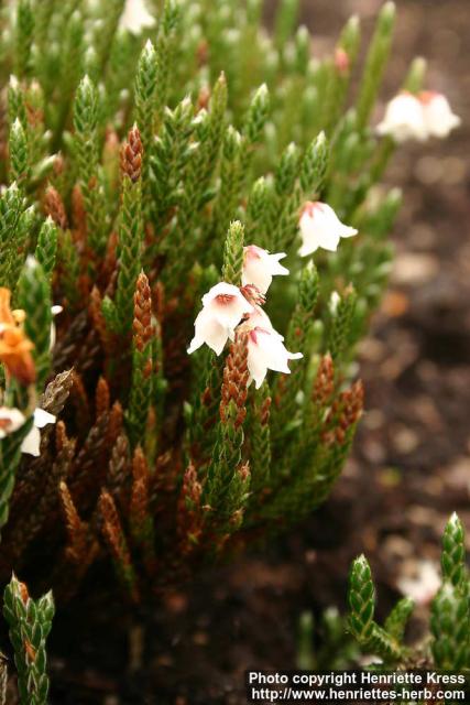 Photo: Cassiope fastigiata 1.