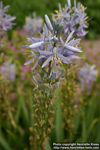 Photo: Camassia cusickii 1.