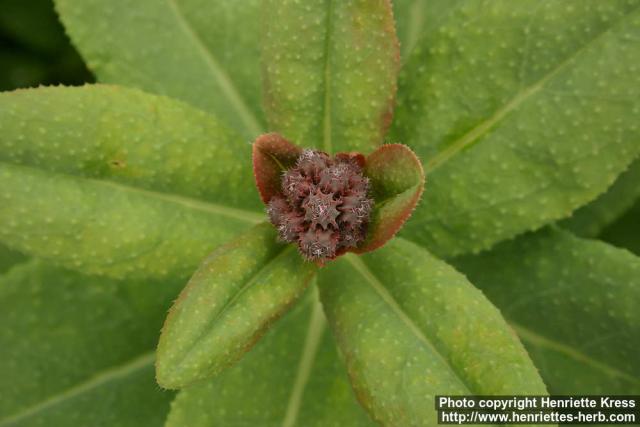 Photo: Caccinia strigosa 2.