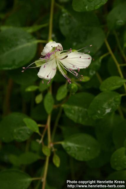 Photo: Capparis spinosa 2.